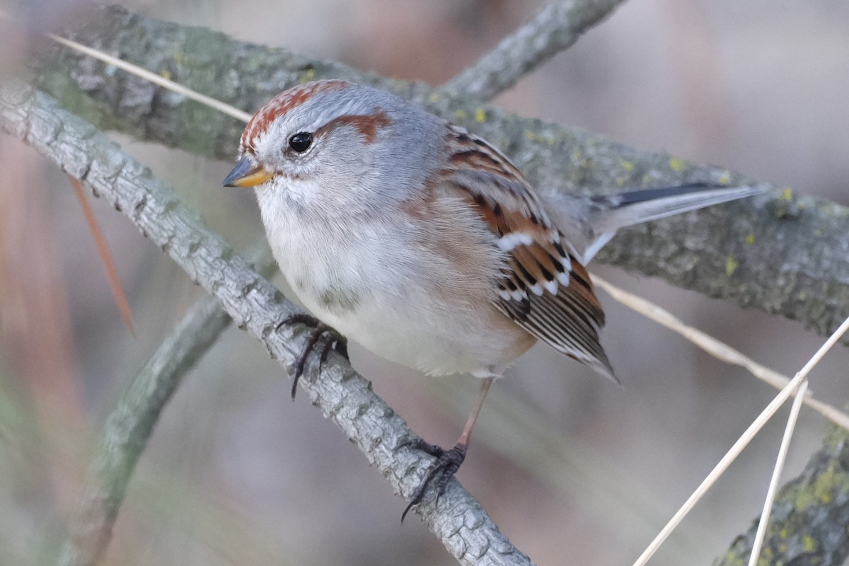 American Tree Sparrow - ML522211491