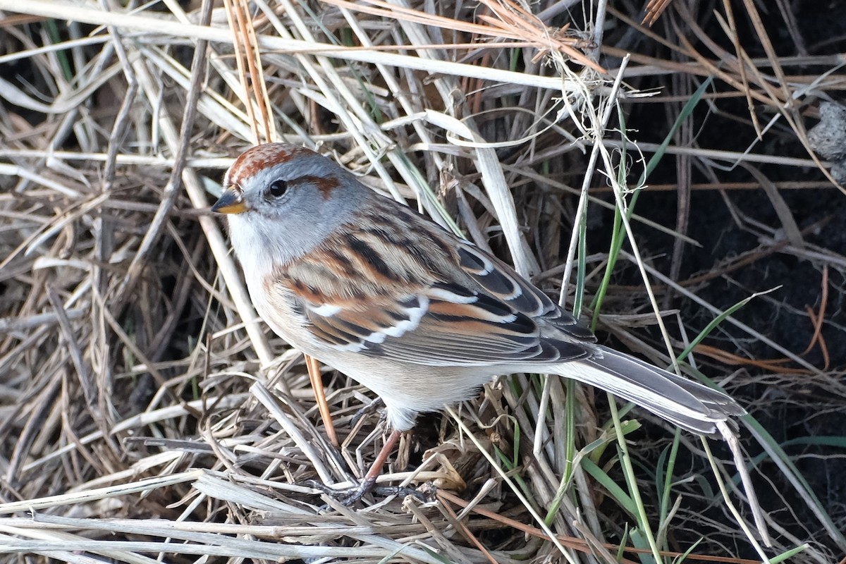 American Tree Sparrow - ML522211501