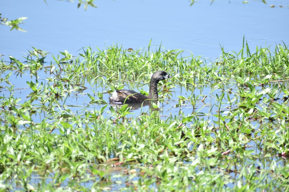 Pied-billed Grebe - ML522211971