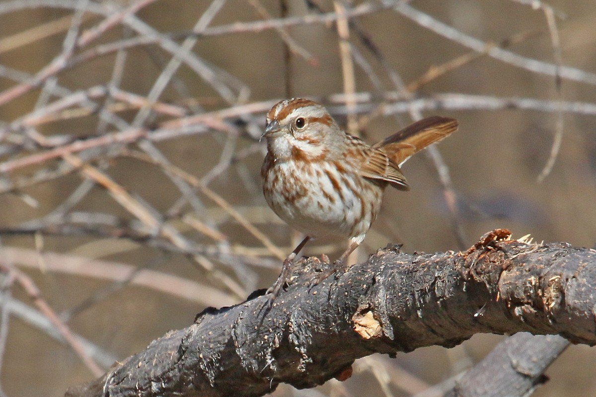 Song Sparrow (fallax Group) - Richard Fray