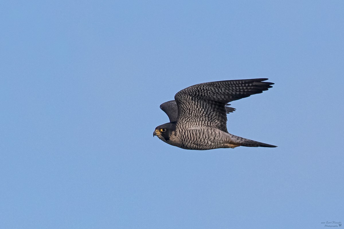 Peregrine Falcon - Lorri Howski 🦋