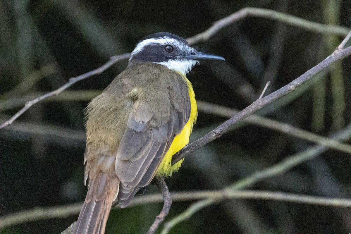 Lesser Kiskadee - Antonio Xeira