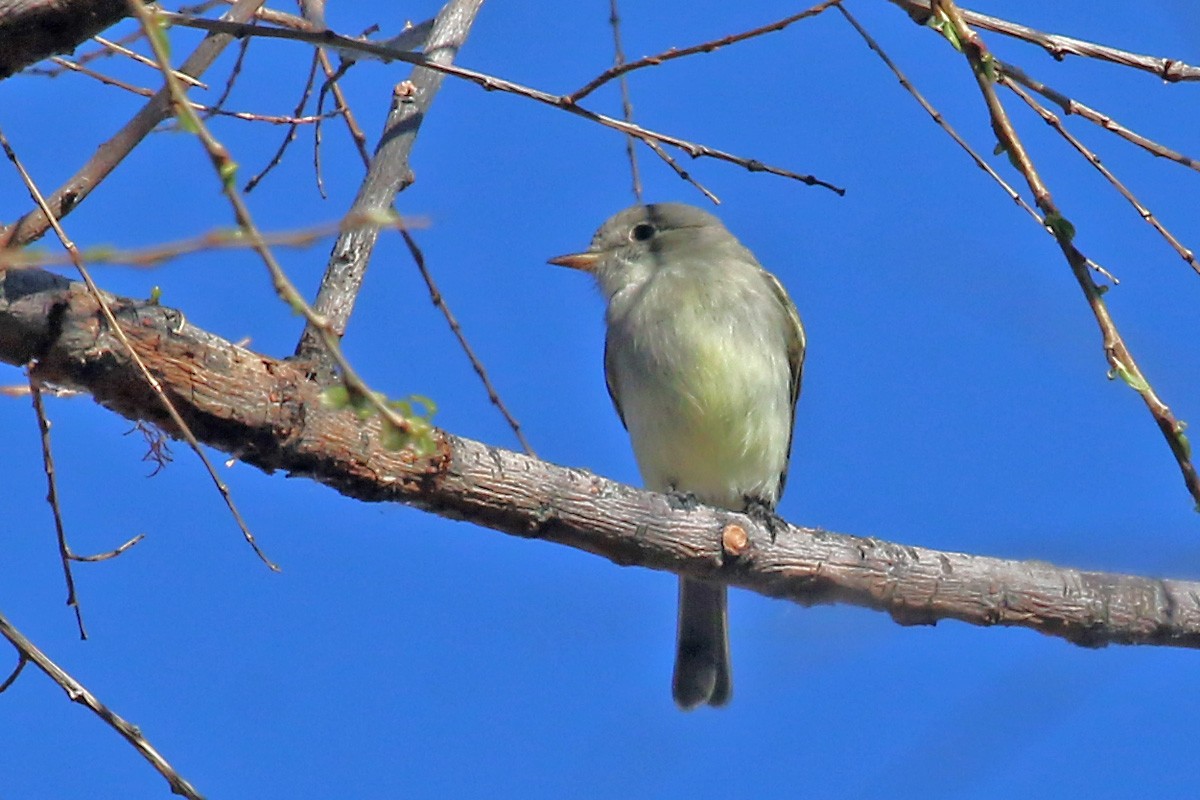 Gray Flycatcher - ML52221341