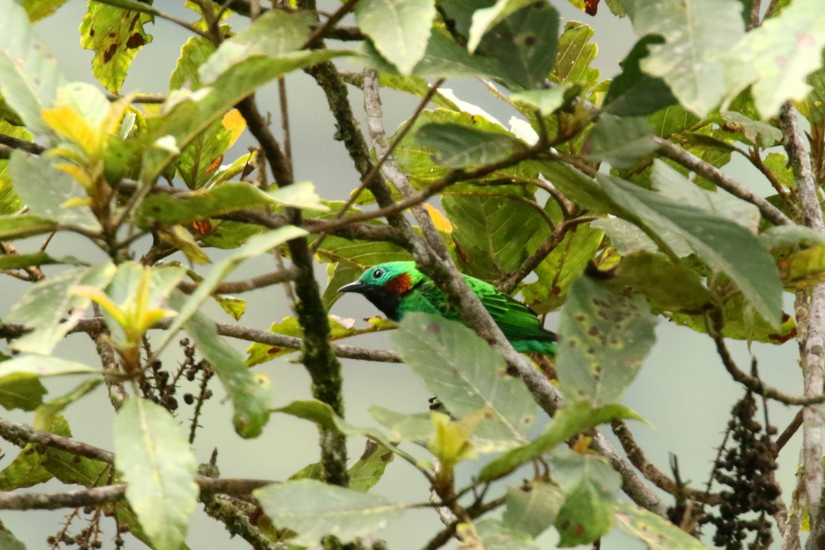 Orange-eared Tanager - ML522213411