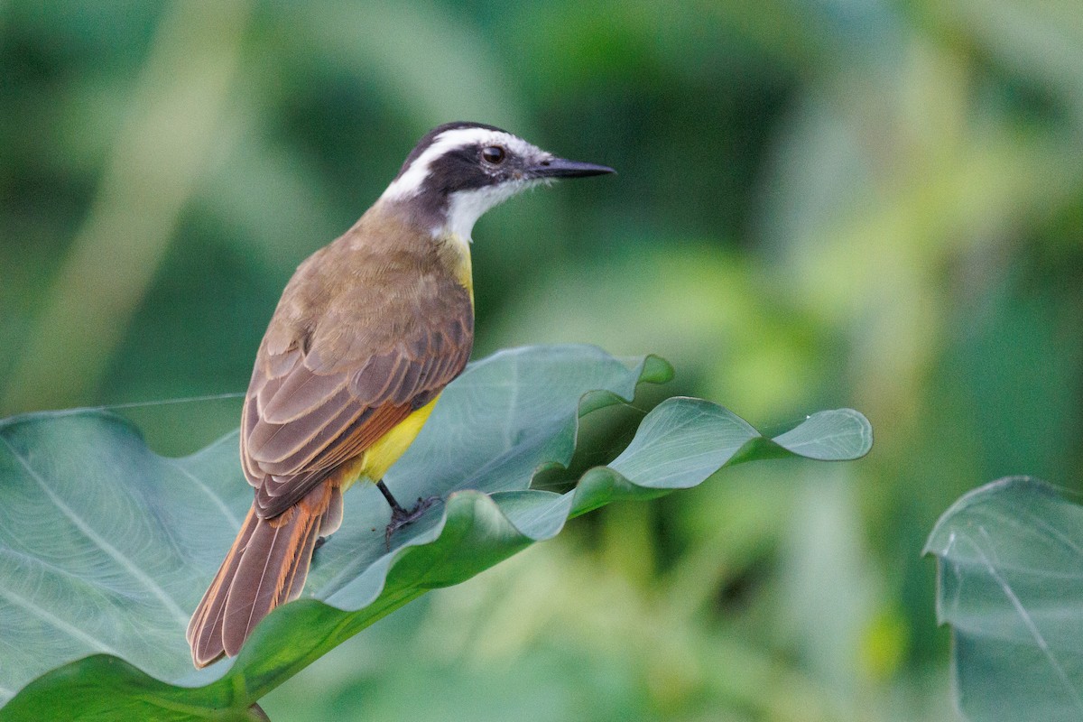 Lesser Kiskadee - ML522213861