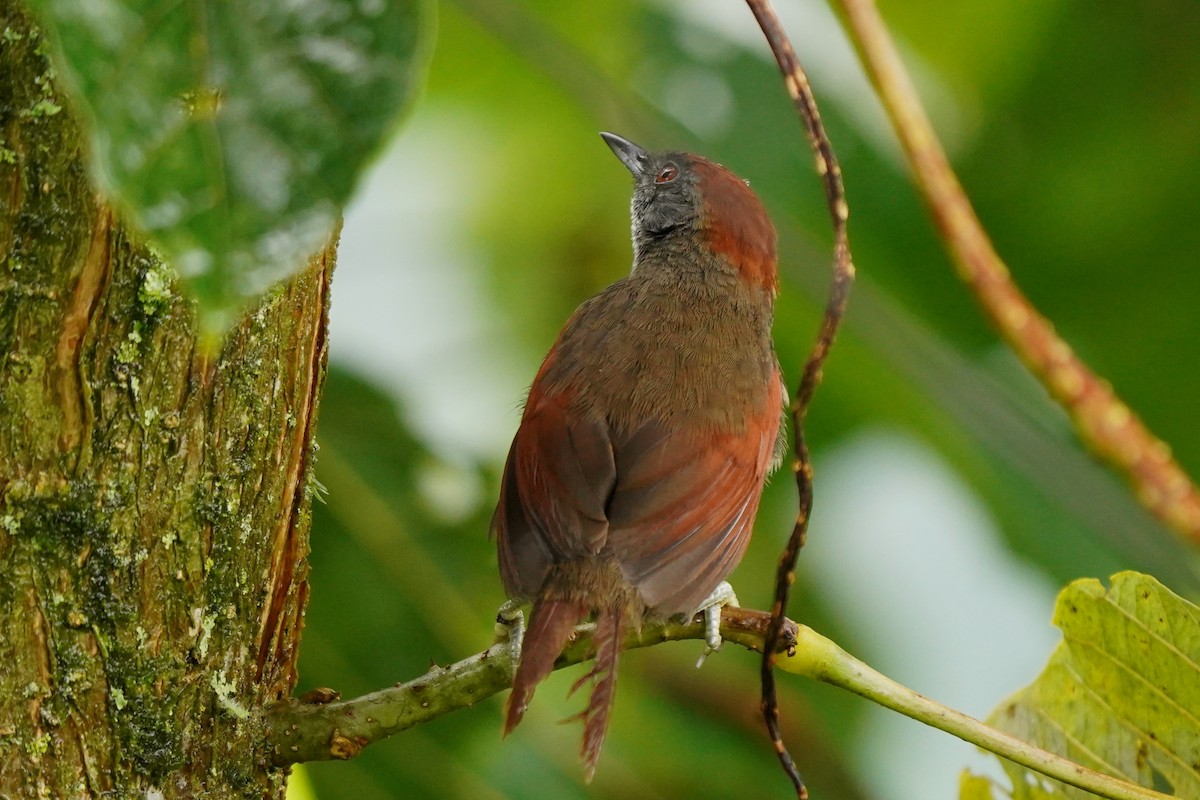 アカボウシカマドドリ - ML522214591