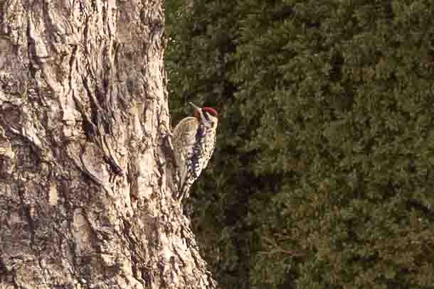 Yellow-bellied Sapsucker - ML522216891