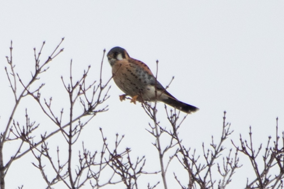 American Kestrel - ML522218241