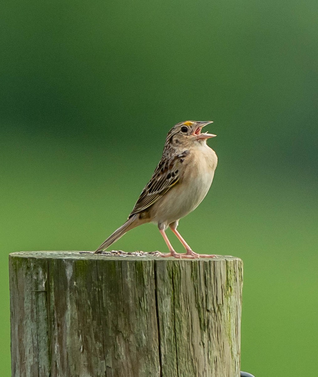 Grasshopper Sparrow - David Provencher