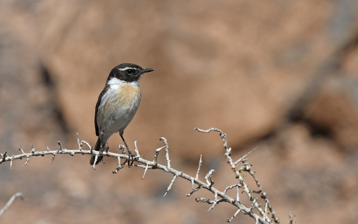 Fuerteventura Stonechat - ML522219121