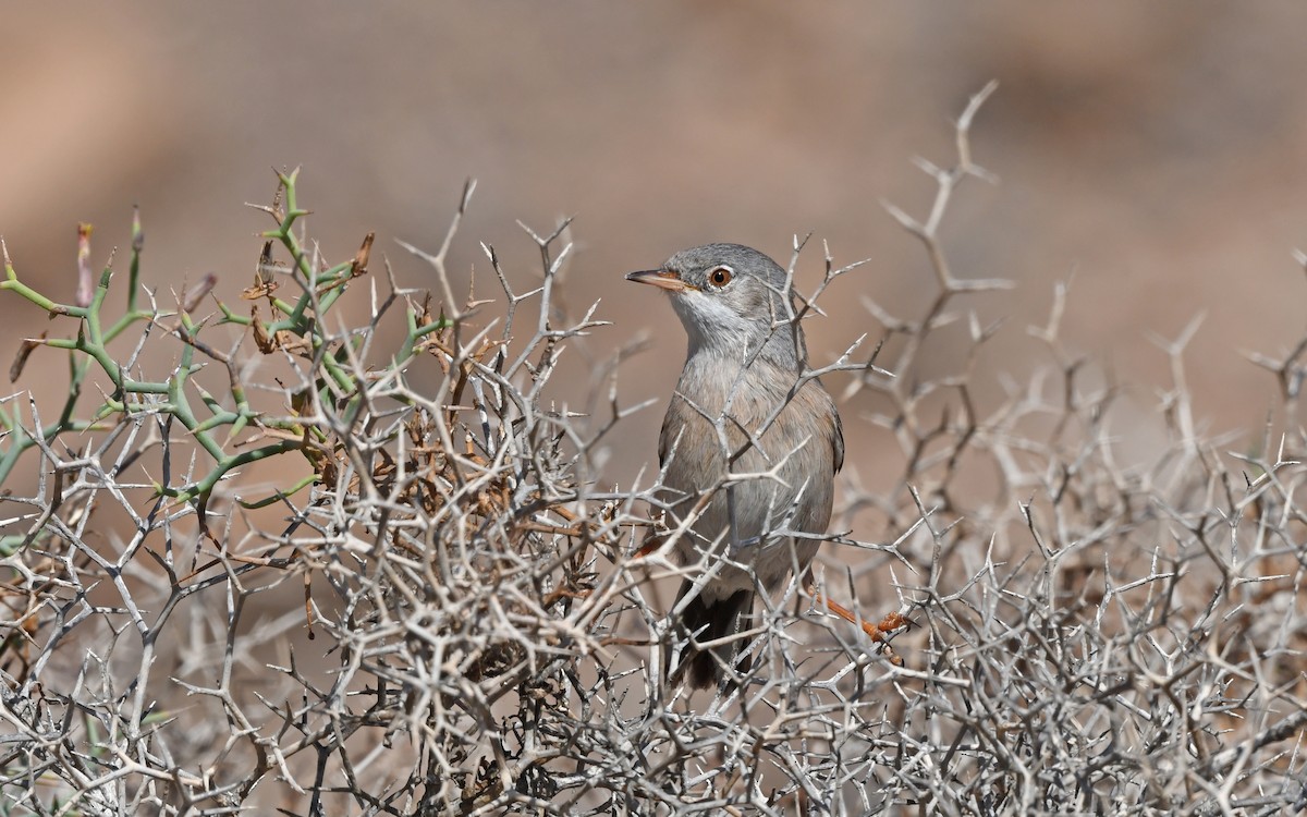 Spectacled Warbler - ML522219231