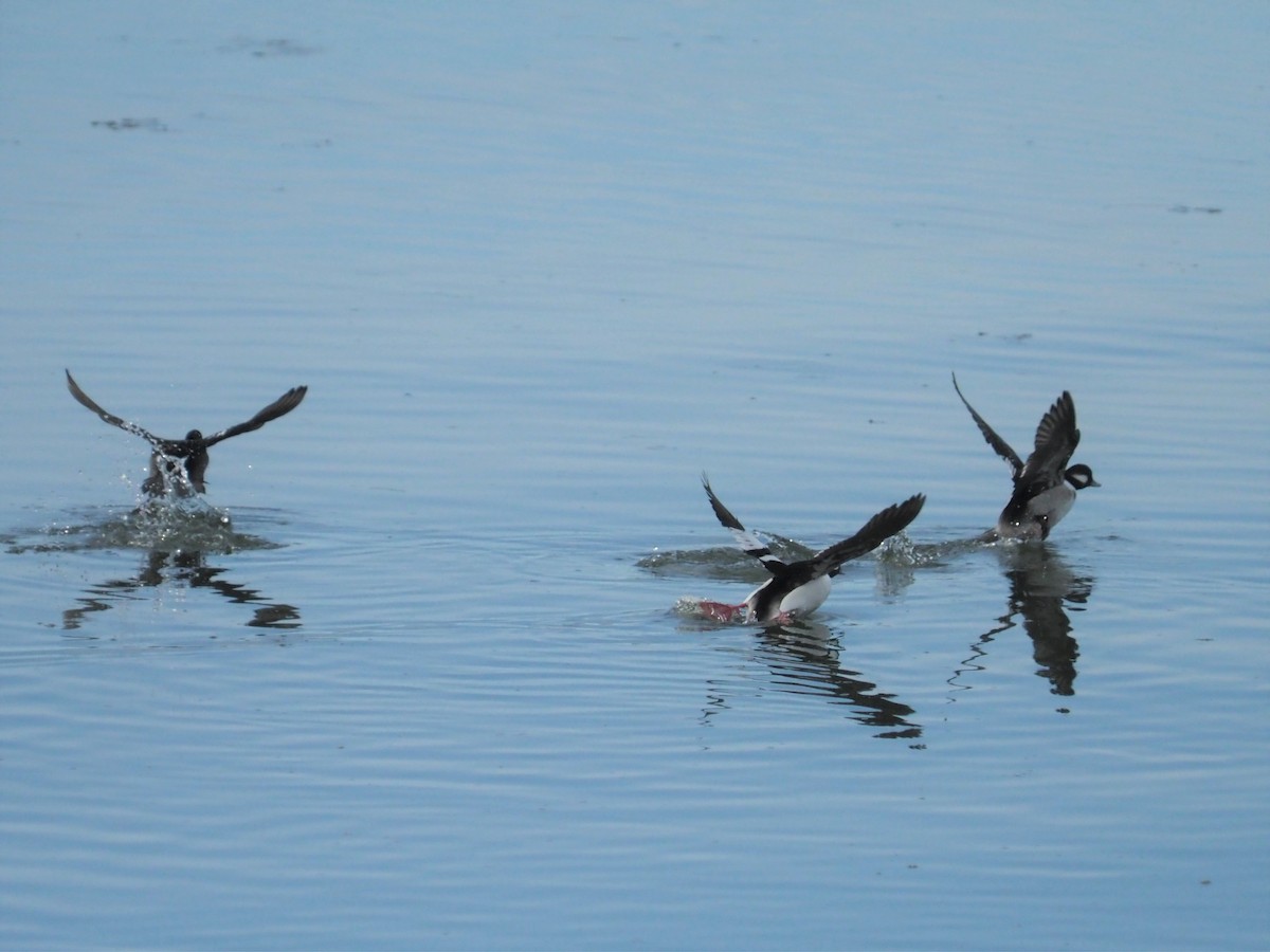 Bufflehead - ML522220701