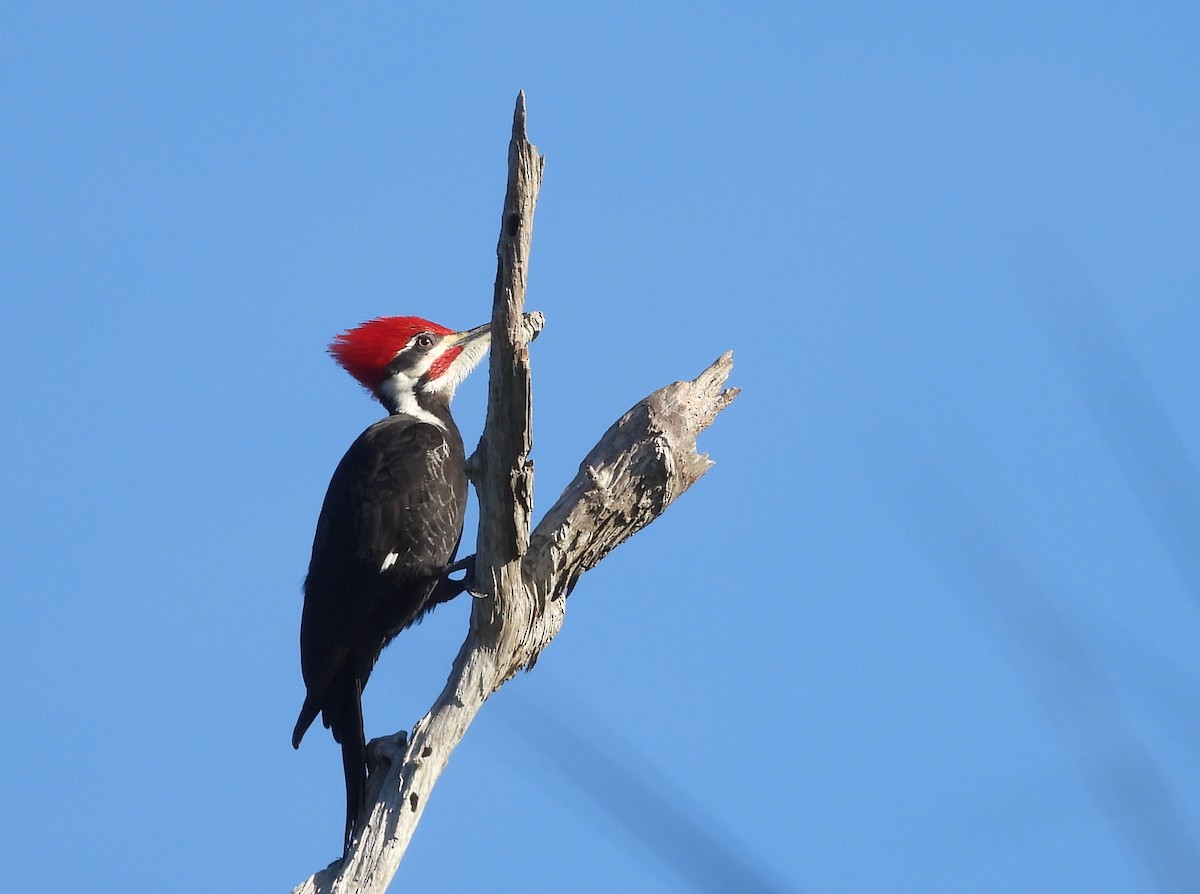 Pileated Woodpecker - Christine Rowland