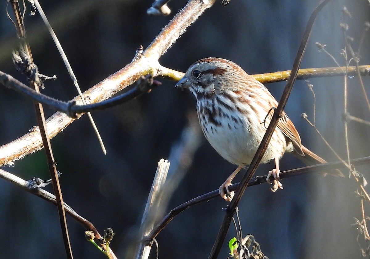 Song Sparrow - ML522223131