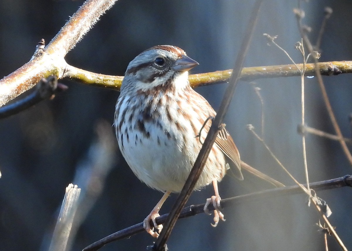 Song Sparrow - Christine Rowland