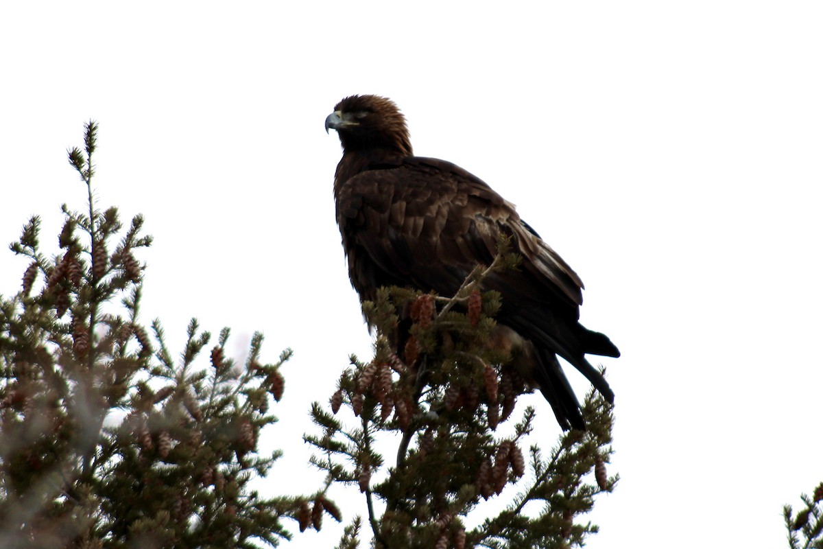 Golden Eagle - Catherine Clayton