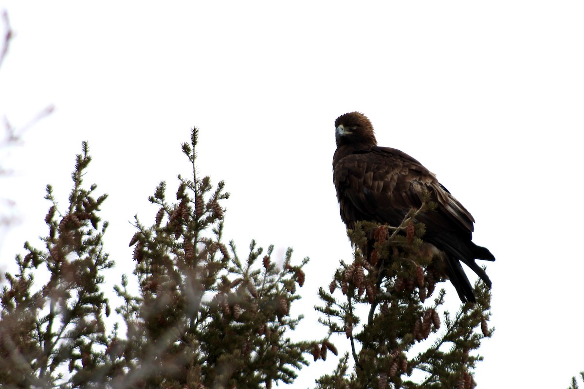 Golden Eagle - Catherine Clayton