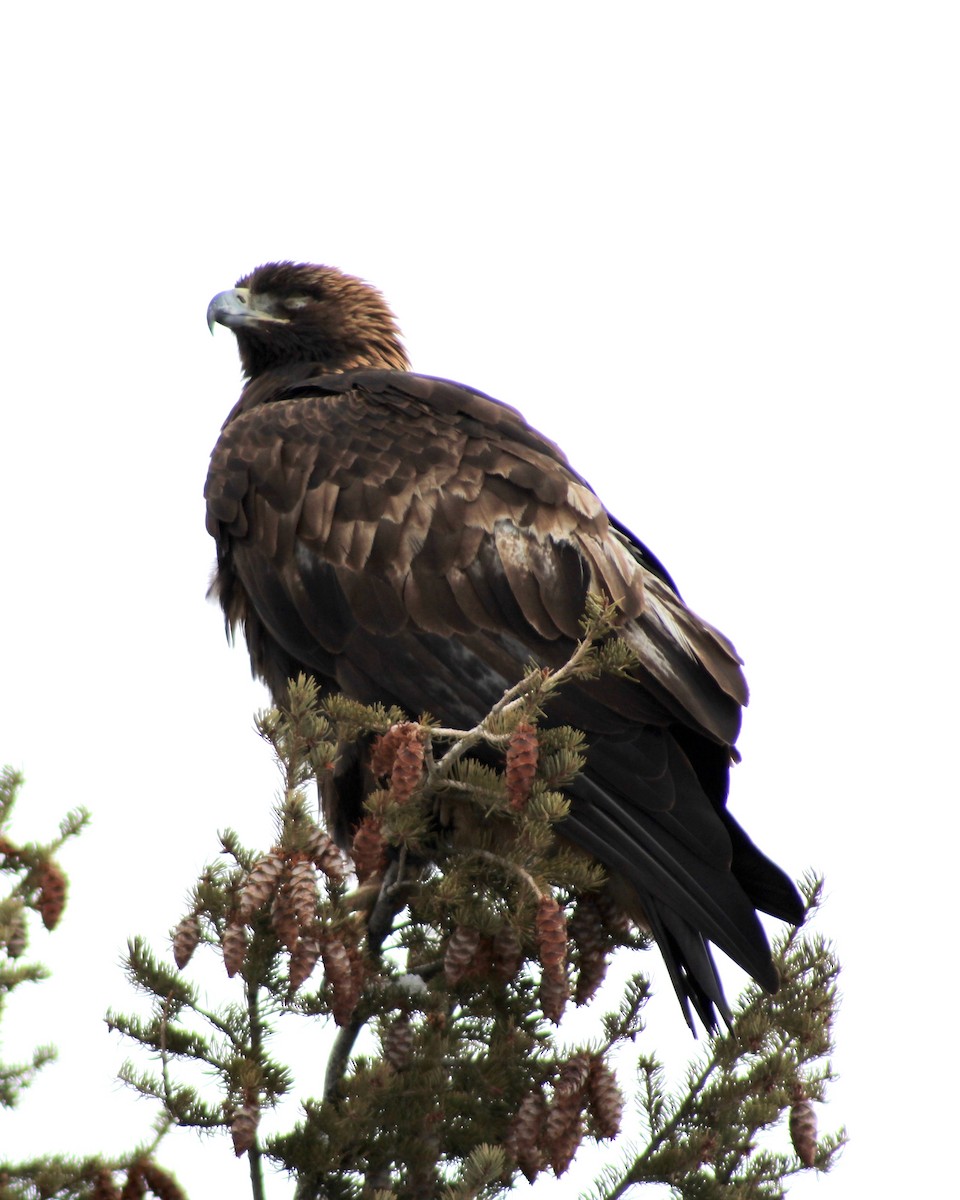 Golden Eagle - Catherine Clayton