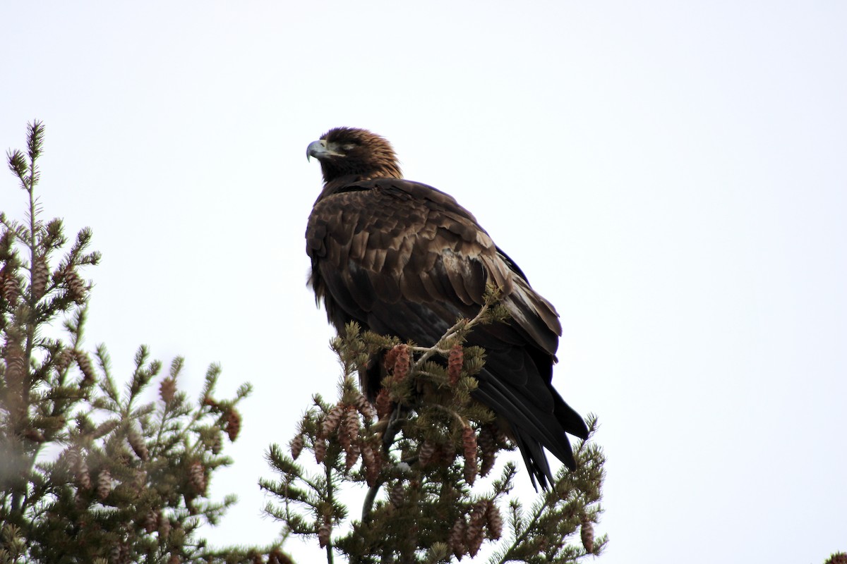 Golden Eagle - Catherine Clayton