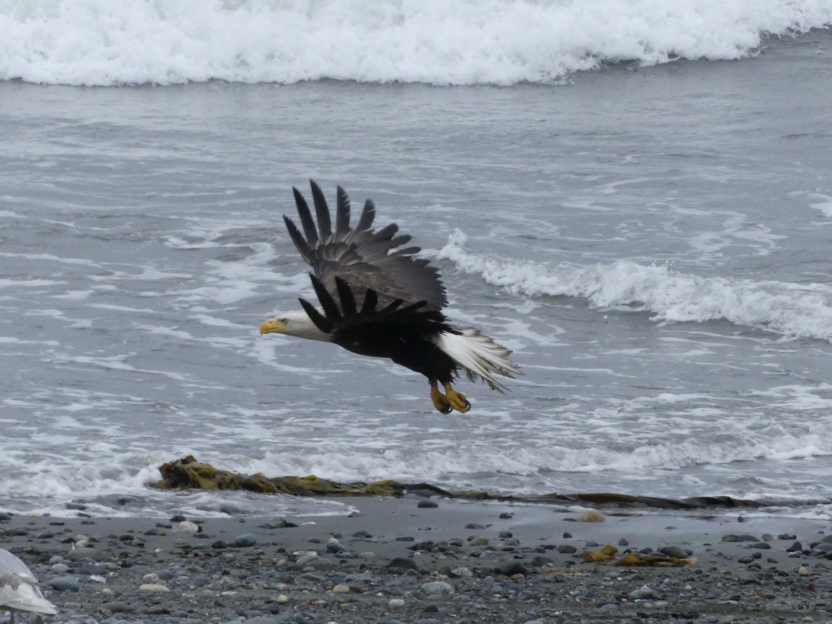 Bald Eagle - ML522224031