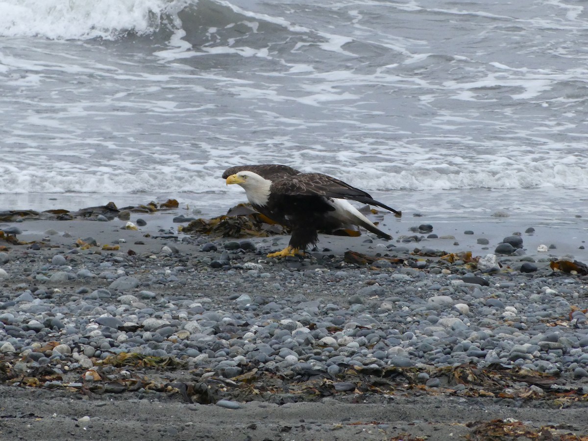 Bald Eagle - Guy RUFRAY