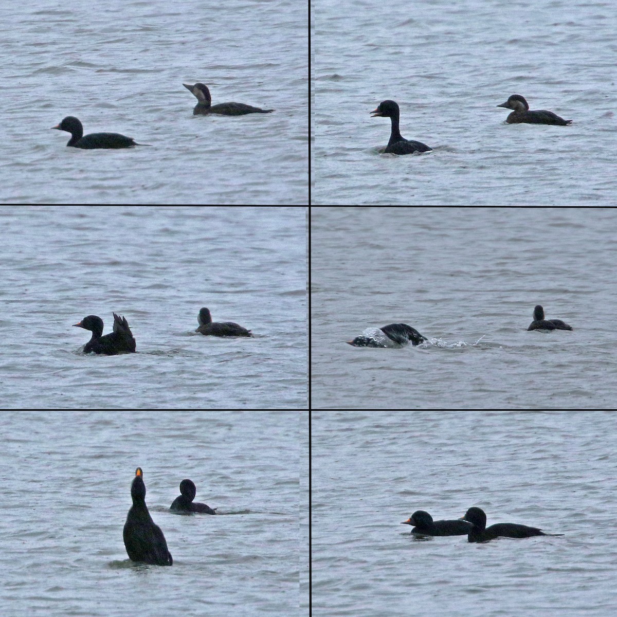 Common Scoter - ML522224431