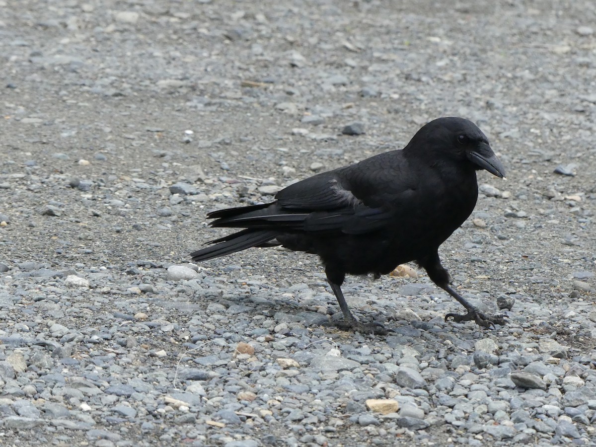 Common Raven - Guy RUFRAY