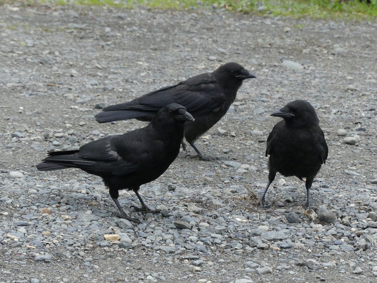 Common Raven - Guy RUFRAY