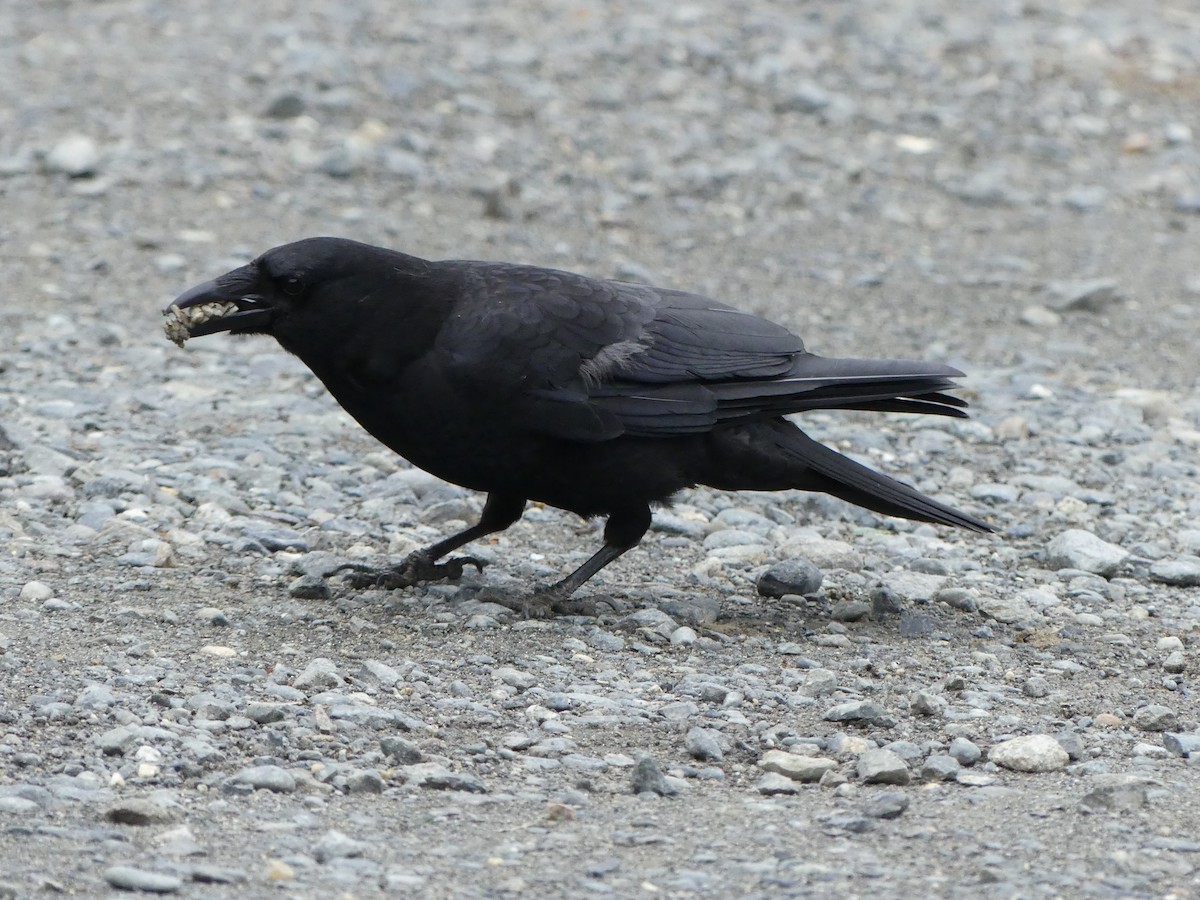 Common Raven - Guy RUFRAY