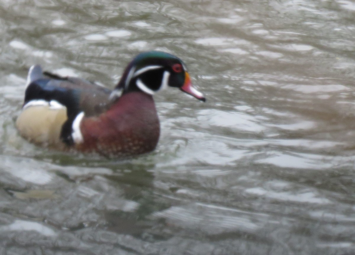 Wood Duck - ML522224741