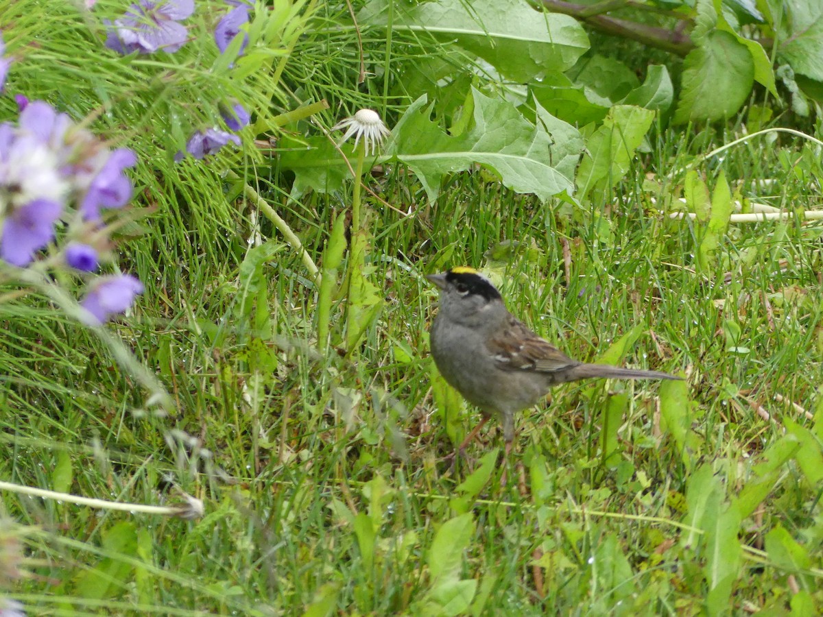 Golden-crowned Sparrow - Guy RUFRAY