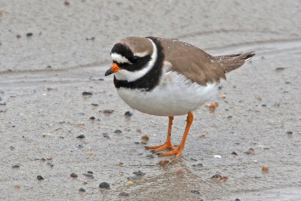 Common Ringed Plover - ML522225291