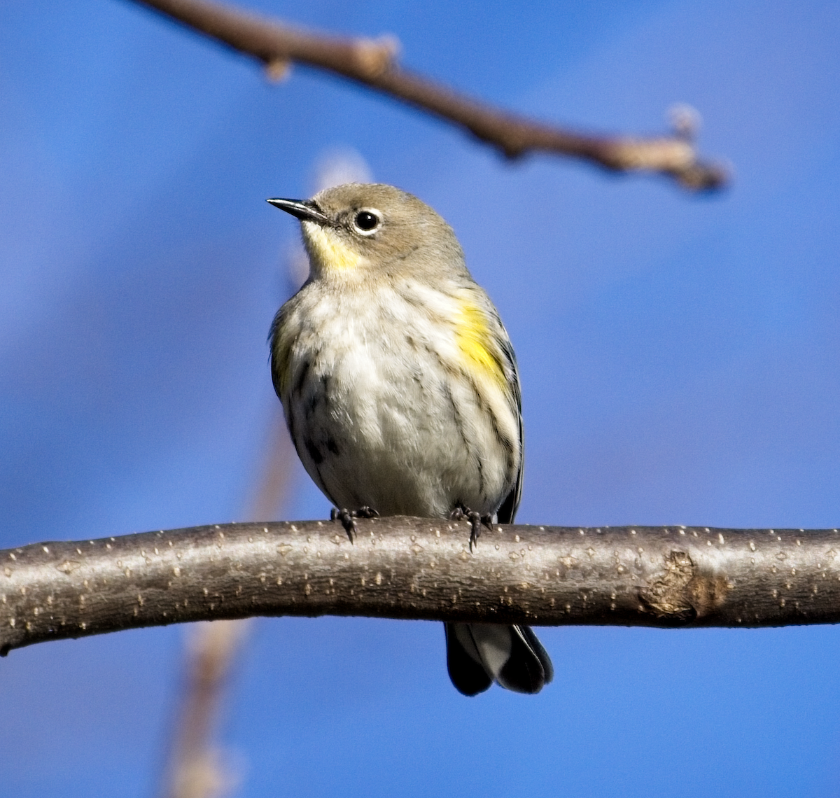 Yellow-rumped Warbler (Audubon's) - ML522225561