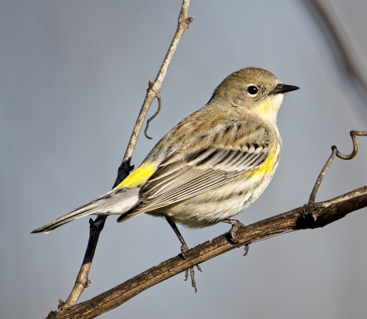 Yellow-rumped Warbler (Audubon's) - ML522225571