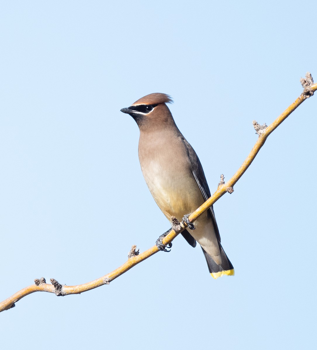 Cedar Waxwing - ML522225671