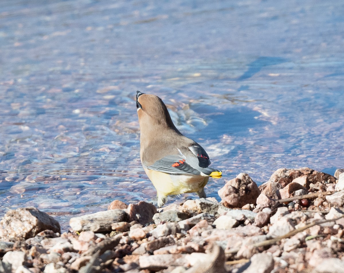 Cedar Waxwing - ML522225721