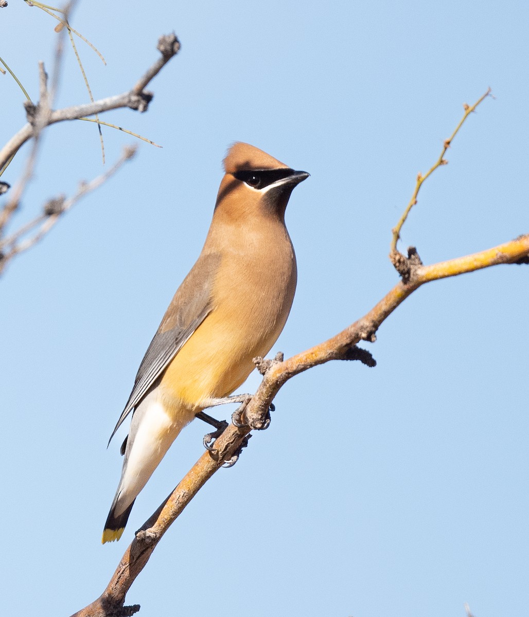 Cedar Waxwing - ML522225761