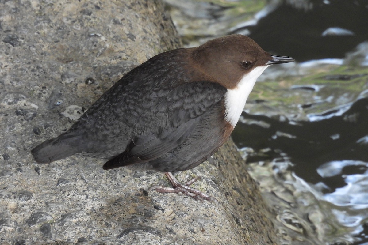 White-throated Dipper - ML522226311