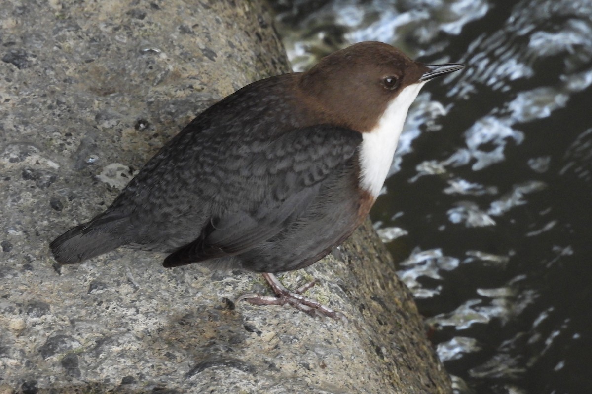 White-throated Dipper - ML522226321