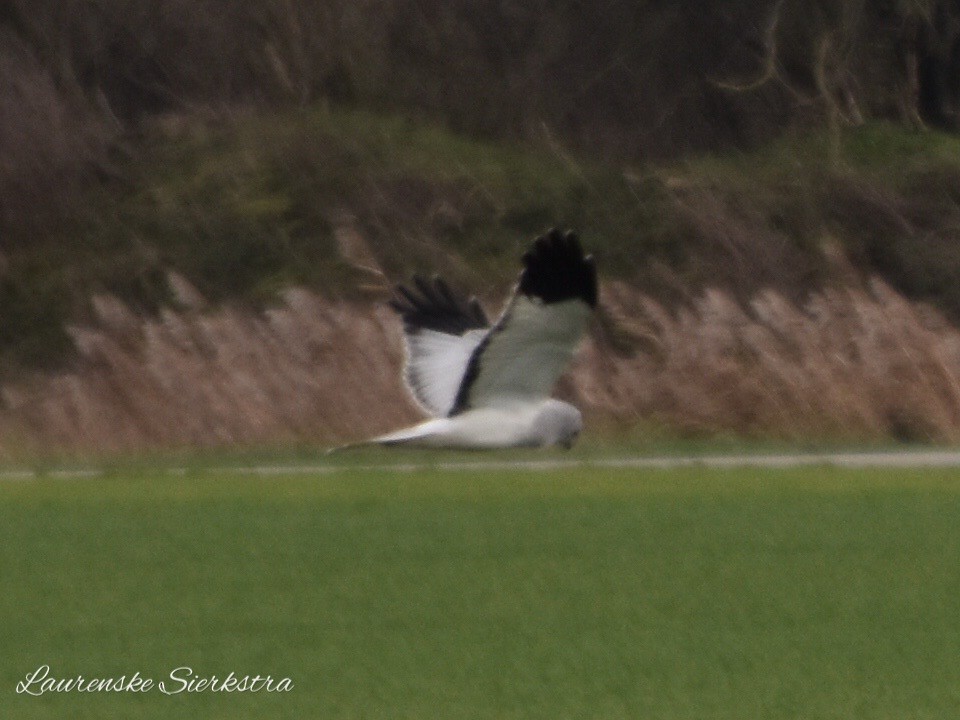 Hen Harrier - Laurenske Sierkstra