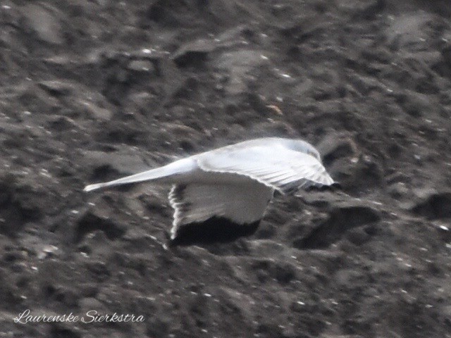 Hen Harrier - Laurenske Sierkstra