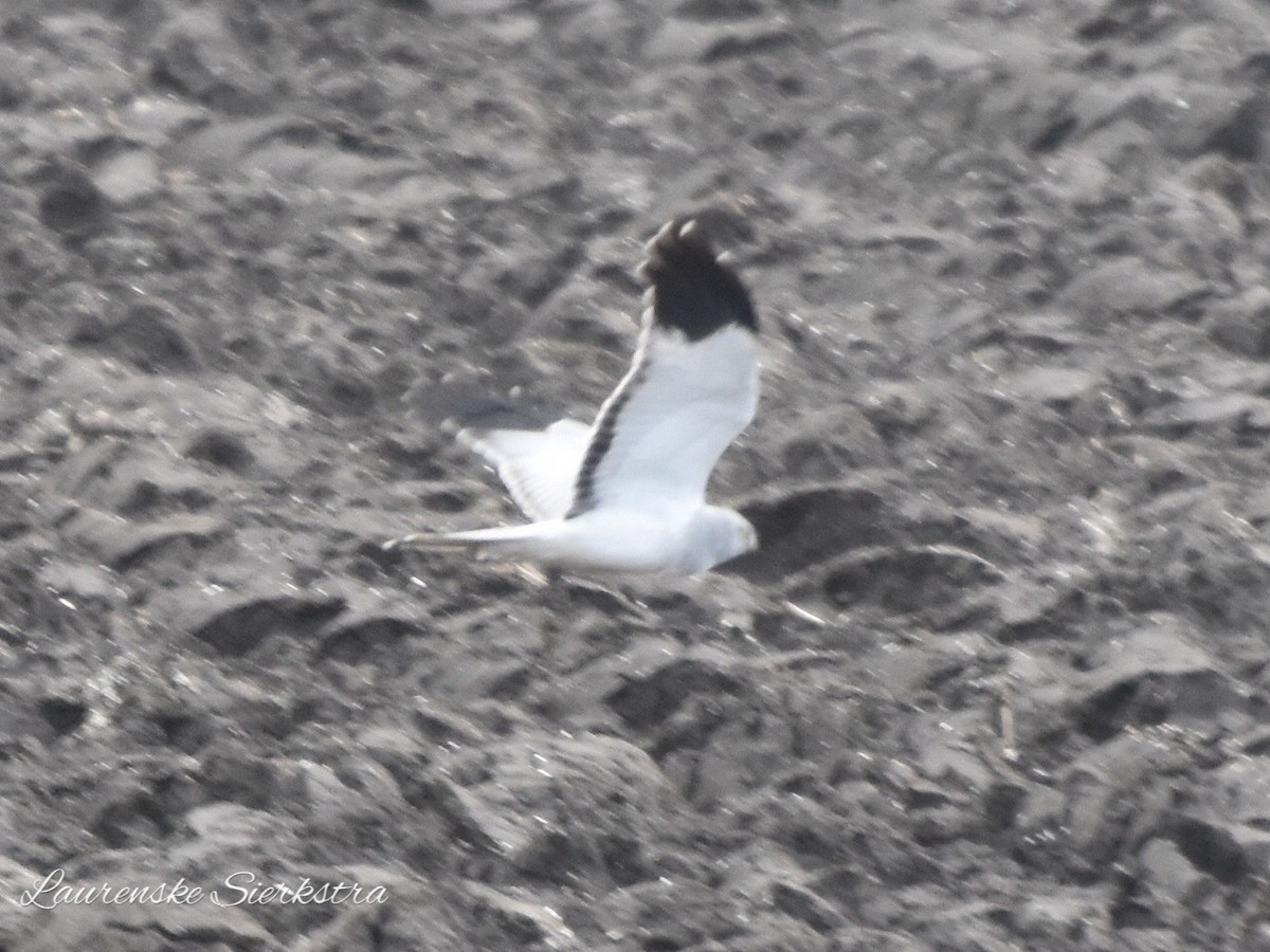 Hen Harrier - Laurenske Sierkstra