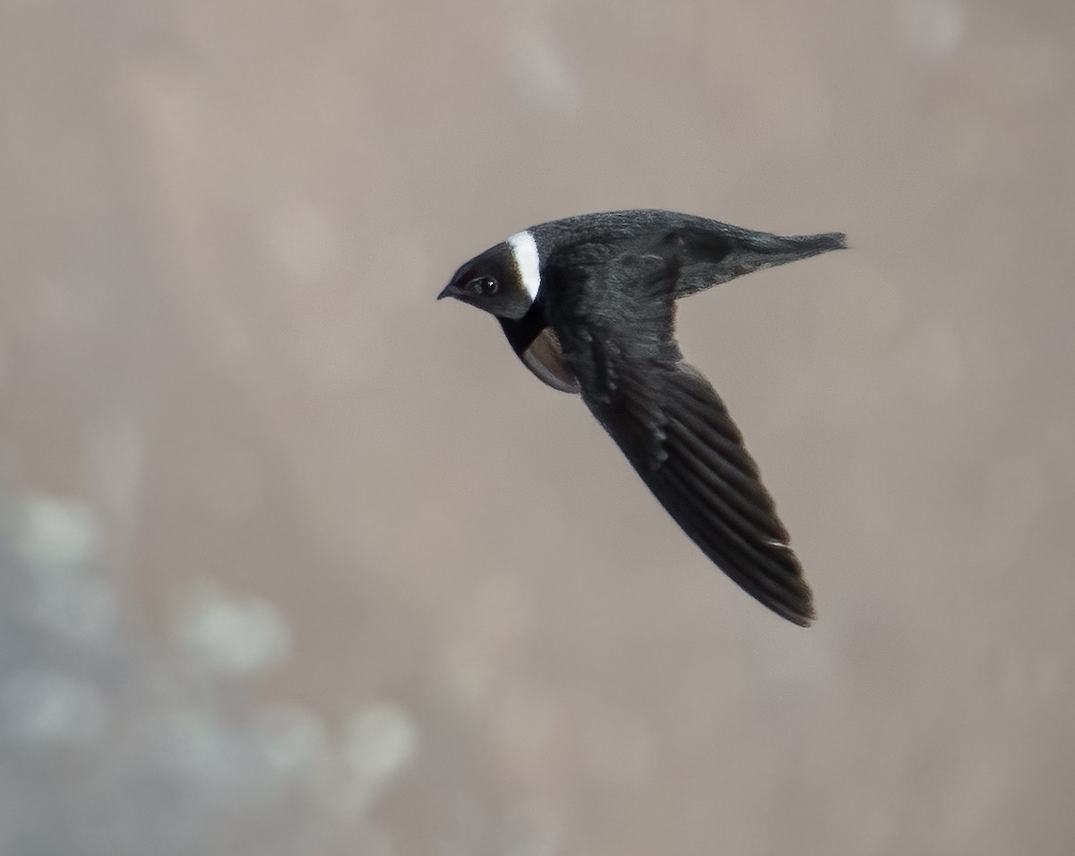 White-collared Swift - ML522226951