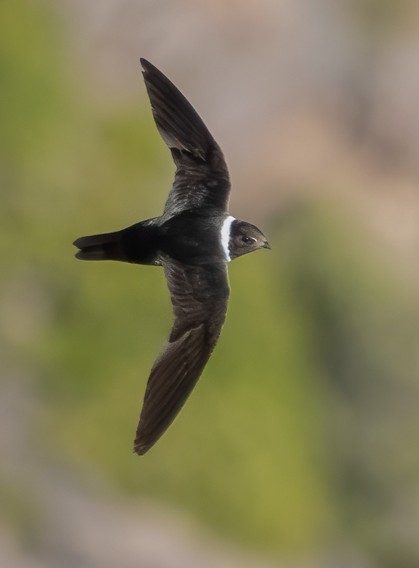 White-collared Swift - Sergio Bitran