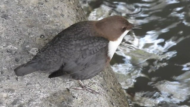 White-throated Dipper - ML522227041