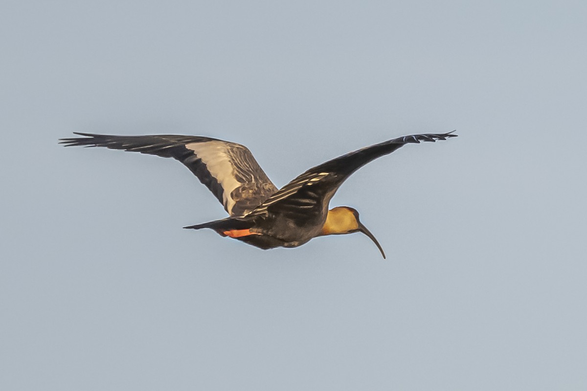 Buff-necked Ibis - Amed Hernández