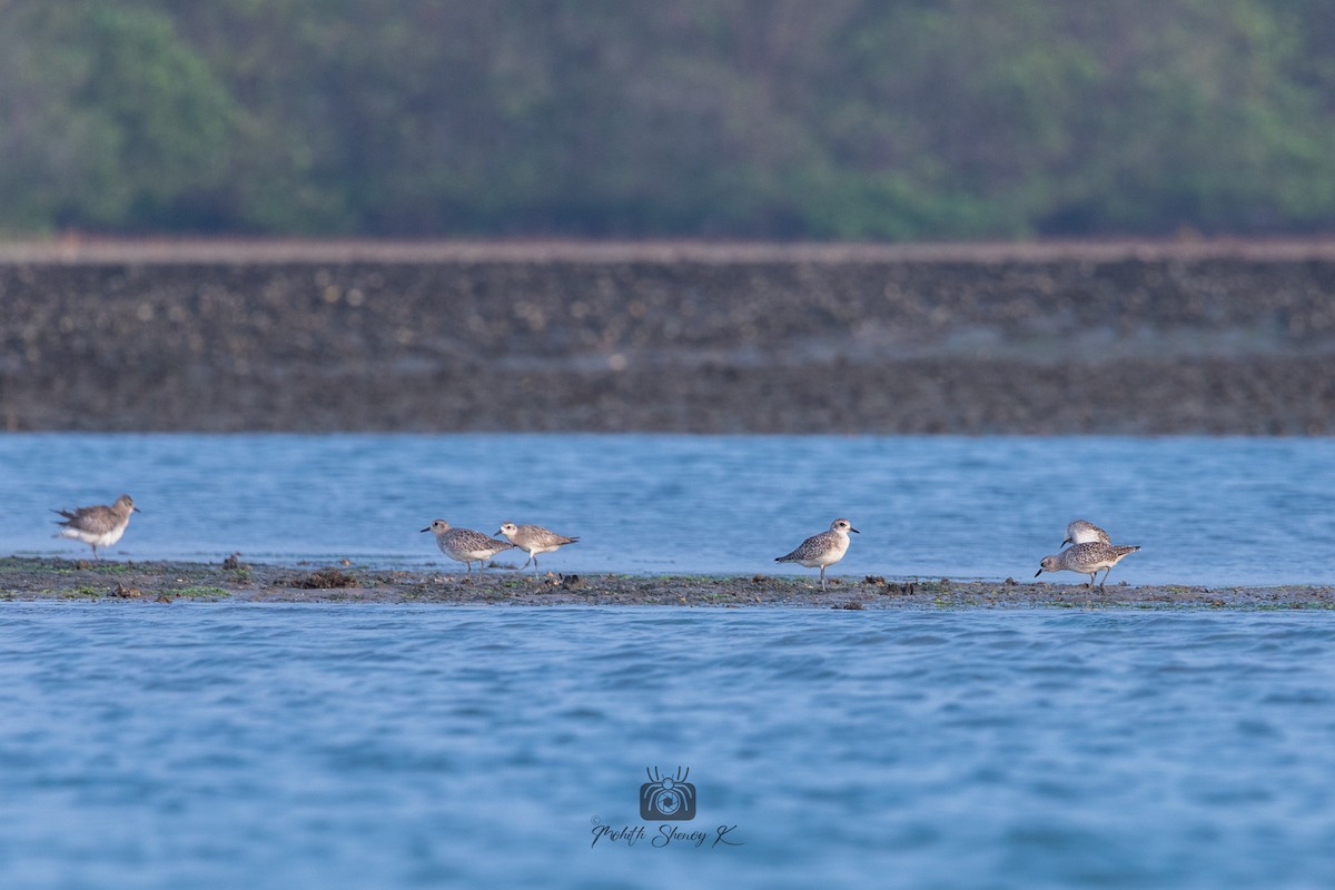 Black-bellied Plover - ML522232371