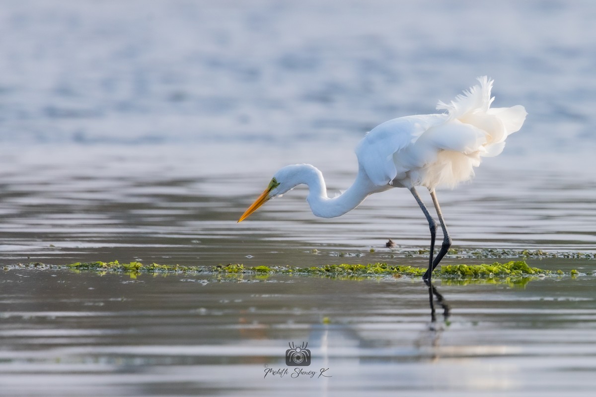 Great Egret - ML522232421