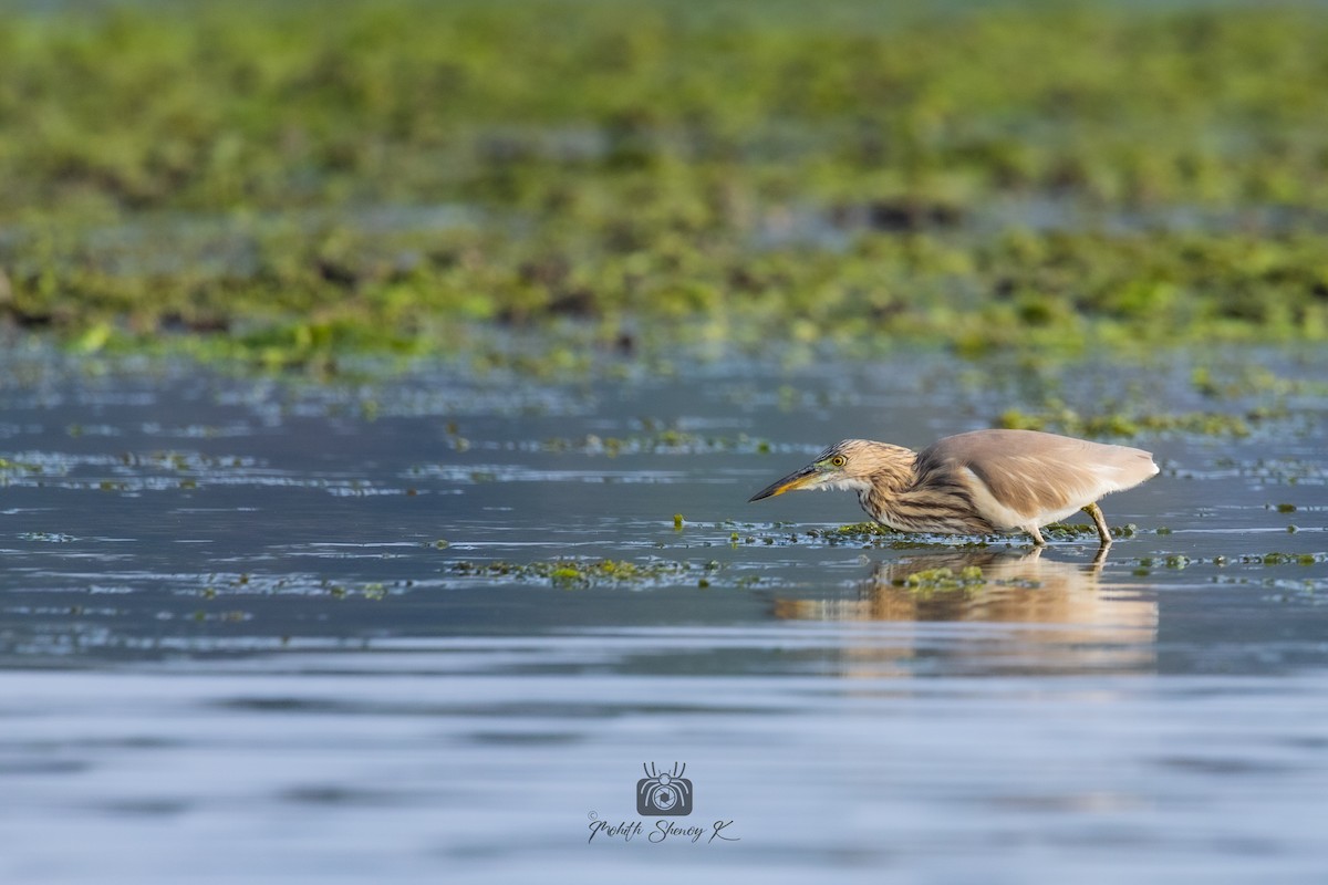 Indian Pond-Heron - ML522232571