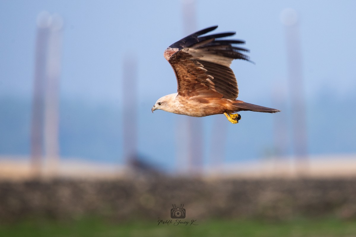 Brahminy Kite - ML522232631